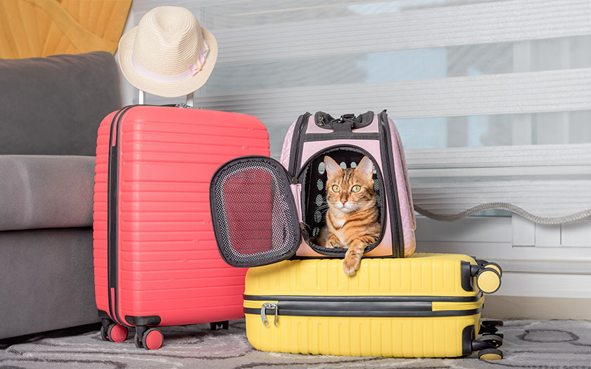 mascota viajera